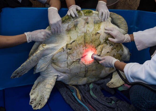 Skumjas ziņas: miris bruņurupucis, kurš apēda 5 kilogramus tūristu samesto monētu