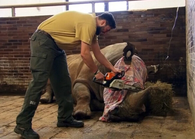 Bažījoties par degunradžu drošību, Čehijas zooloģiskajā dārzā tiem nozāģē ragus