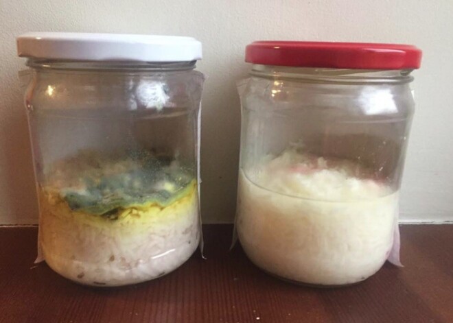 Zanes eksperiments ar rīsiem kļūst par īstu sensāciju Latvijā