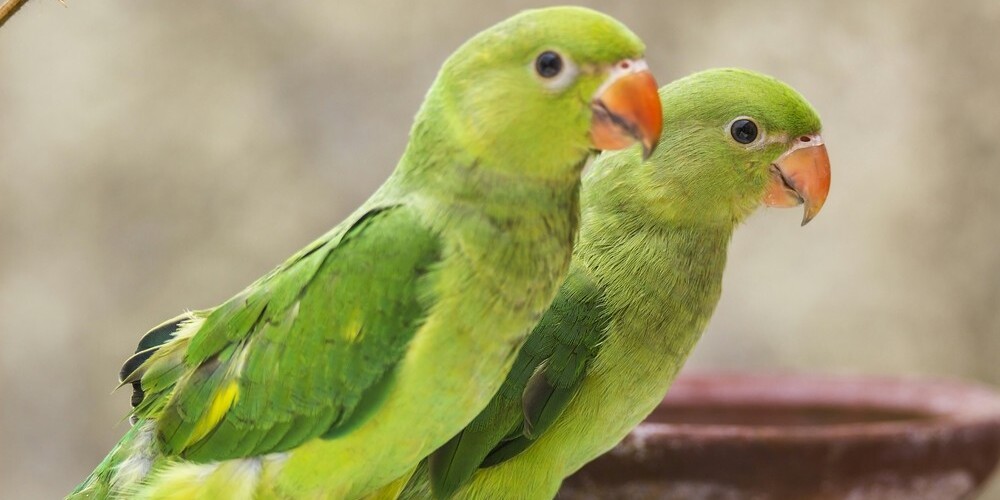 Индийские попугаи-наркоманы съели часть урожая опийного мака