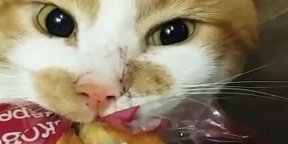 «Боря, отдай булку!»: голодный кот из приюта стал звездой сети