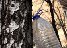 Latvijas bērzu sulas tecinātāju sulīgo naudas reni eksporta tirgos pamatīgi sausina konkurenti, izpētījis LNT Ziņu dienests.