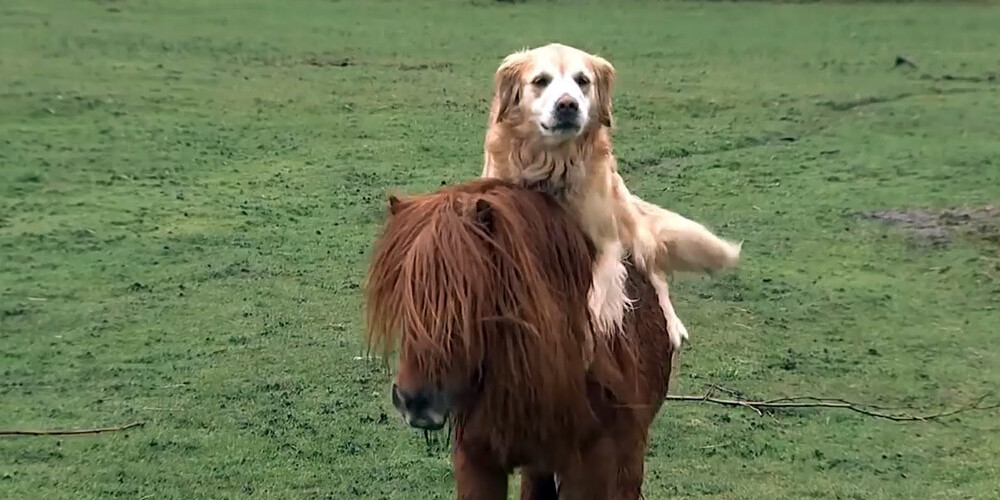 Apbrīnojami cieša draudzība: suns jāj ponija mugurā
