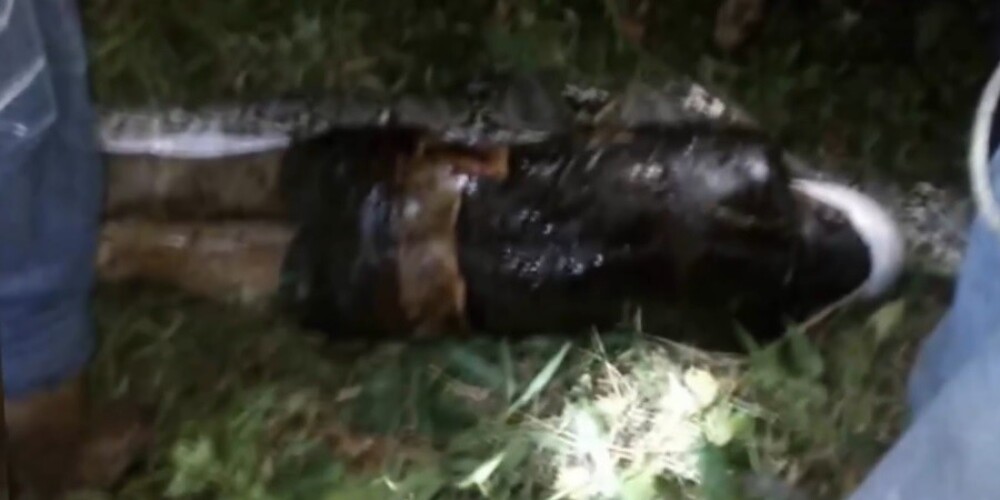 Bezvēsts pazudušu vīrieti Sulavesi atrod 7 metrus liela pitona vēderā