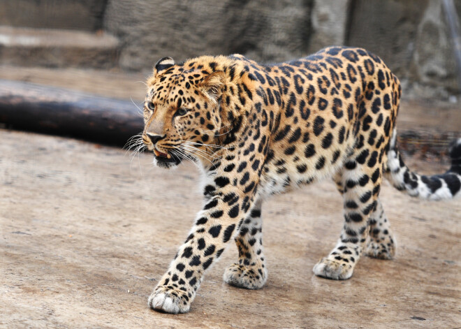 Leoparda dēļ slēdz Katmandu lidostu