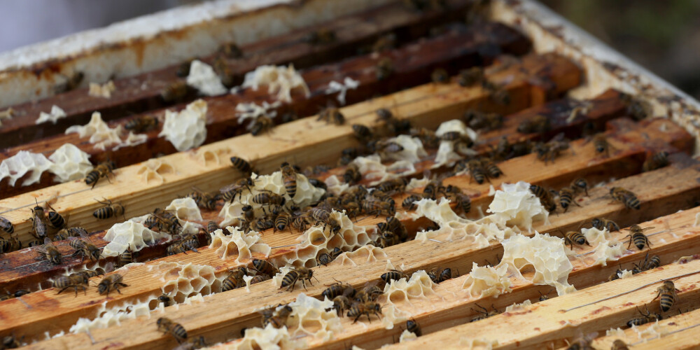 Biedrība: Šoziem bites ir pārziemojušas sliktāk; daļai biškopju gājis bojā 50% no bišu saimēm.