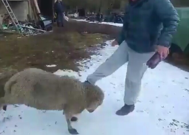 Cilvēkus Latvijā satrauc derdzīgs video: vīrietis spārda aunu, dzirda to ar alu un ņirdz