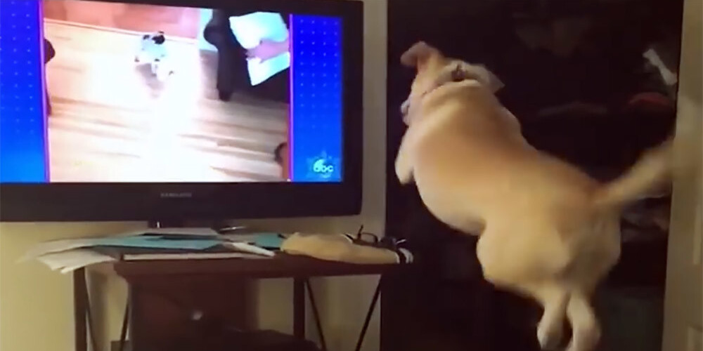 Suns skatās TV un nespēj valdīt emocijas