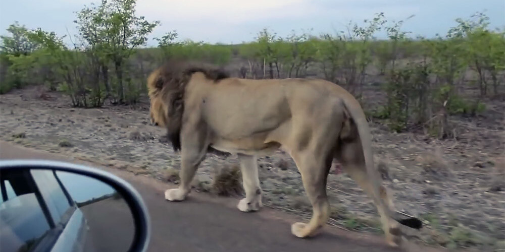 Vīrietis ķircināja lauvu līdz brīdim, kad džungļu karalis rīkojās