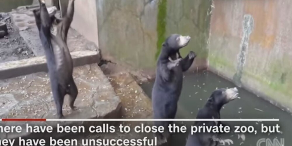 Ролик, где голодные медведи просят пищу у посетителей зоопарка, шокировал людей во всем мире