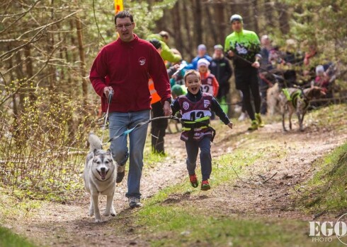 Latvijai visvairāk uzvaru Pasaules kausa posmā kamanu suņu sportā Ādažos