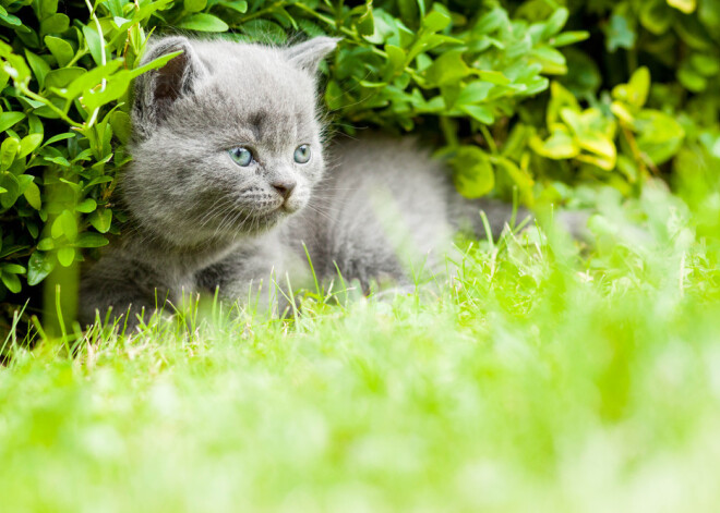 Tavs horoskops šodienai. Pirmdiena, 8. maijs