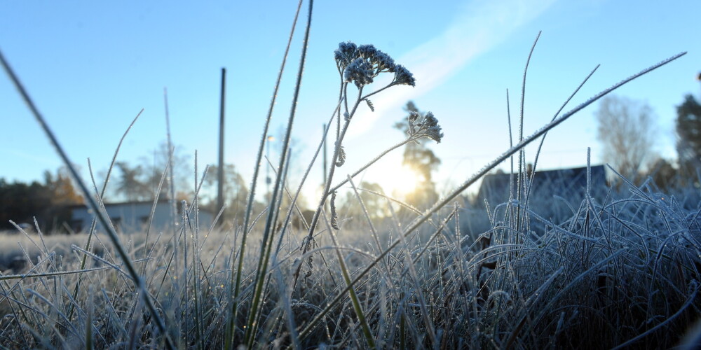 Šonedēļ Latvijā būs aukstuma rekordi; sals plosīs dārzus