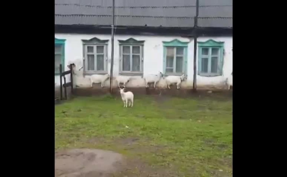 Козы дождь. Козы в дождь.