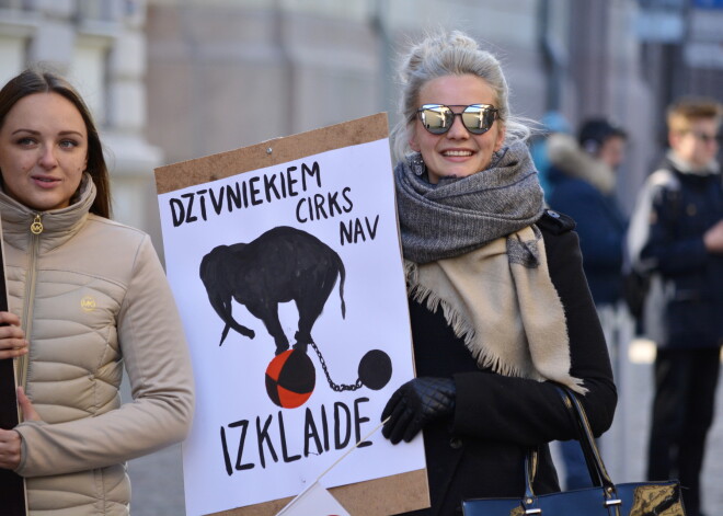 Trešdien, 11.maijā pie saeimas vienlaicīgi notika gan par, gan pret dzīvnieku cirku vērsti protesti. Izskkatot Dzīvnieku aizsardzības likuma grozījumus otrajā lasījumā, parlamenta vairākums nolēma neatbalstīt deputātes Jūlijas Stepaņenko (S) priekšlikumu, kas paredzēja, ka cirka izrādēs būtu atļauts izmantot nebrīvē dzimušus dzīvniekus.