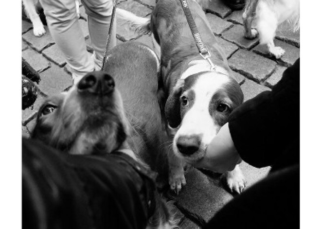 Aicina uz fotoizstādi „Canis urbanis – suns pilsētnieks”