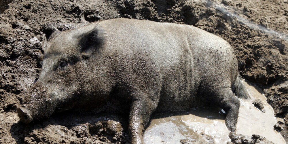 Āfrikas cūku mēris (Pestis africana suum) jeb Montgomerija slimība ir ļoti lipīga vīrusu slimība, ar ko slimo tikai cūkas. Izraisītājs pieder pie Asfarviridae vīrusu grupas. Slimībai raksturīgs drudzis, cianoze un plaši asinsizplūdumi (hemorāģijas) iekšējos orgānos. Cilvēkam Āfrikas cūku mēris nav bīstams un saslimušo cūku gaļa ir lietojama uzturā. Tomēr, lai novērstu slimības izplatību, slimie vai aizdomās turamie dzīvnieki ir jālikvidē un to līķi jāsadedzina.