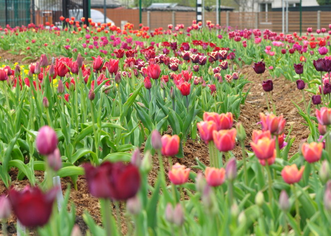 Salaspils botāniskajā dārzā krāšņi uzzied tulpes