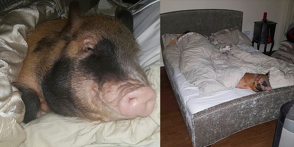 Семья делит спальню со свиньей