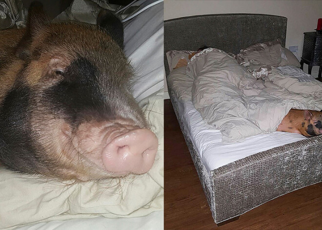 Семья делит спальню со свиньей