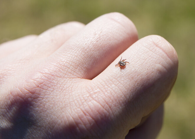 Ko darīt, ja piesūkusies ērce? Pirmās palīdzības ABC