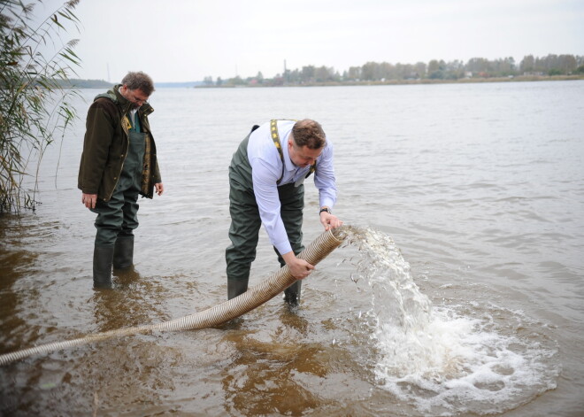 Daugavā ielaidīs vimbu mazuļus