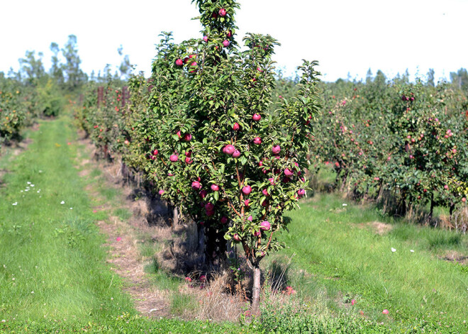 Valsts Augu Aizsardzības dienests brīdina visus ābeļdārzu īpašniekus