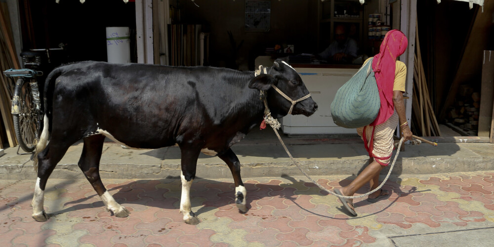 Indijas tiesa aptur aizliegumu tirgot govis kaušanai