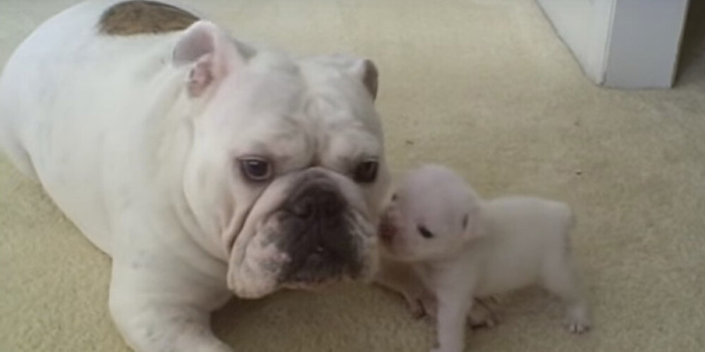 Маленький щенок очень потешно сердится на маму. Этот ролик собрал 19 млн просмотров!