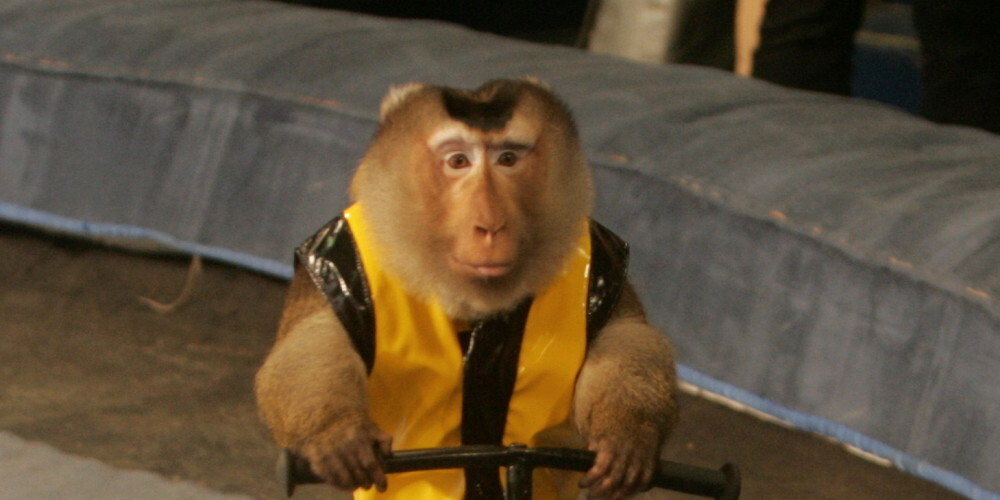 Rīgas cirks ir cirks, kas atrodas Rīgā, Merķeļa ielā 4. Cirks tika atklāts 1888. gada 29. decembrī Rīgā. Tā ir viena no vecākajiem cirka ēkām Eiropā. Cirks ir iekļauts Valsts aizsargājamo kultūras pieminekļu sarakstā. Cirka izrādēs piedalās viesmākslinieki no dažādām valstīm un Latvijas cirka mākslinieki.