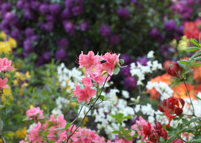 Latvijas Universitātes Botāniskajā dārzā pilnā plaukumā zied rododendri