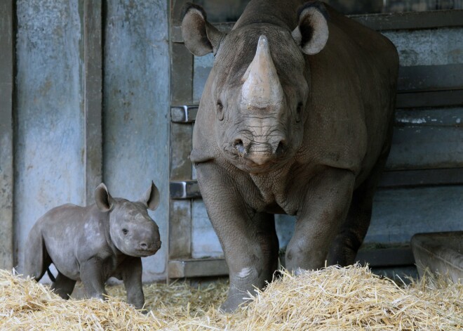 Nebijis notikums: Tallinas zoodārzā piedzimis melnais degunradzītis