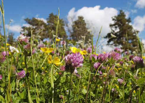 Grāmatā izskaidrots, kad un kā vācami dažādi augi un to daļas, kā pareizi drogas izžāvēt un uzglabāt.