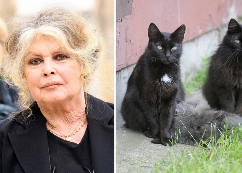 Ar Bridžitas Bardo fonda atbalstu piecu gadu laikā Rīgā sterilizēti 1570 bezpajumtes kaķu.