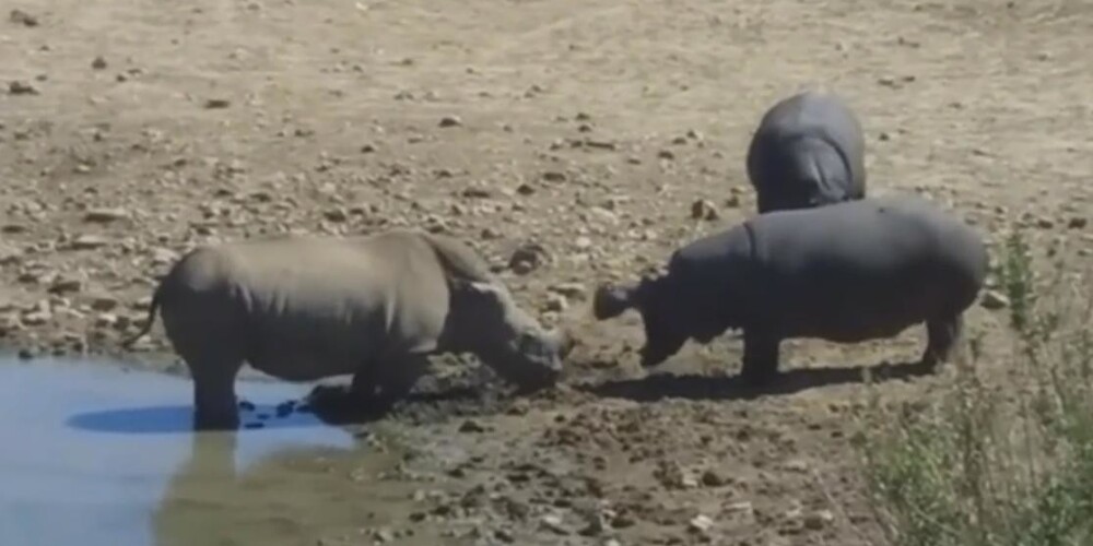 Разъяренный бегемот убил отказавшегося покинуть водопой носорога