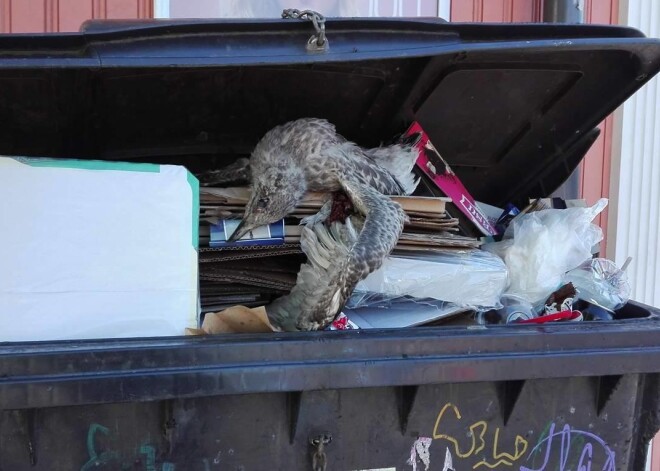 No miskastes Rīgas centrā rēgojas beigts kaijas mazulis. "Tā vispār drīkst?" - vaicā lasītāja