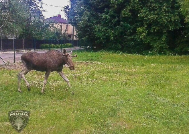 Alnis, kurš ieradās ganīties Rīgā, šobrīd ir narkozē. Kad pamodīsies, dosies uz mežu