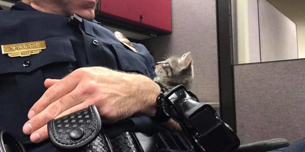 Полицейский всю ночь обнимал бездомного котенка, чтобы спасти его от одиночества