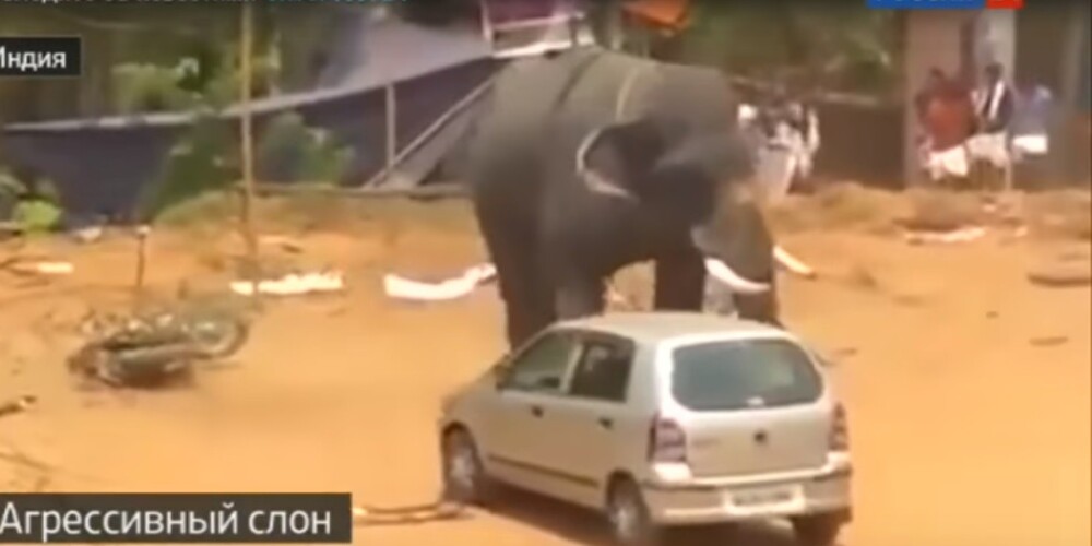 Разгневанный шумом слон разогнал городской праздник