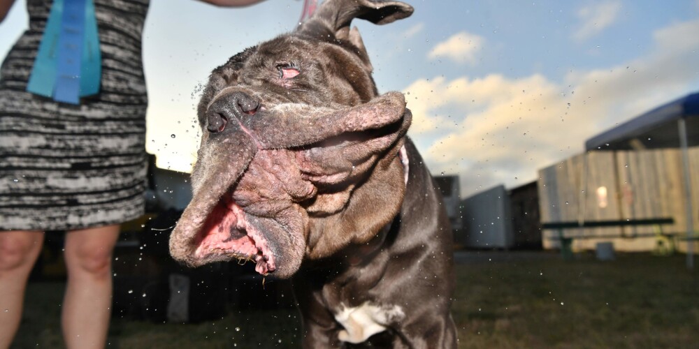 FOTO: sīvā cīņā noskaidrots pasaulē neglītākais suns šogad