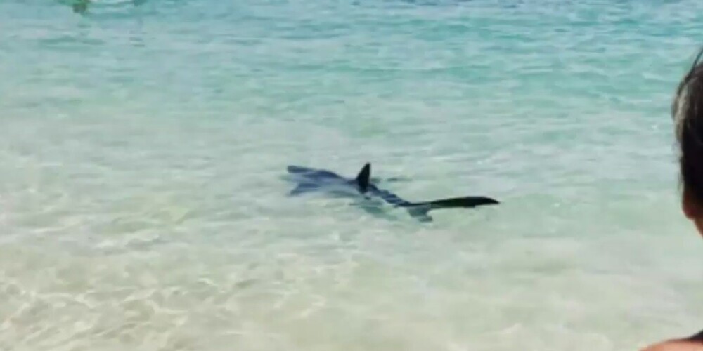 Tūristu iecienītā pludmalē Maljorkā iepeld haizivs; cilvēki panikā