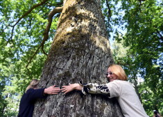Dižojies! Sirsnīgi asprātīgā akcijā meklē Latvijas varenākos kokus