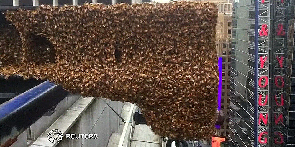Desmitiem tūkstošu bišu spieto Ņujorkas Taimskvērā