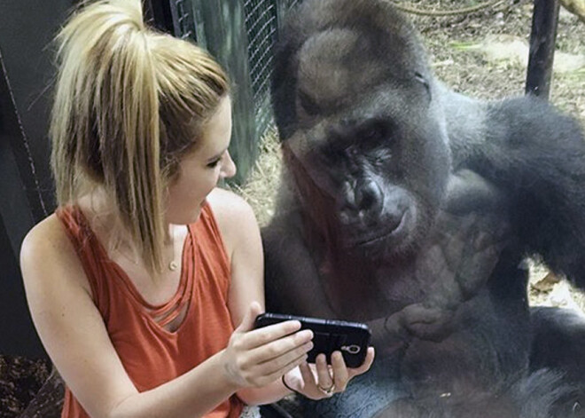 Dienas bilde: gorilla jūsmo par dzīvnieku videoklipiem līdzīgi kā cilvēki