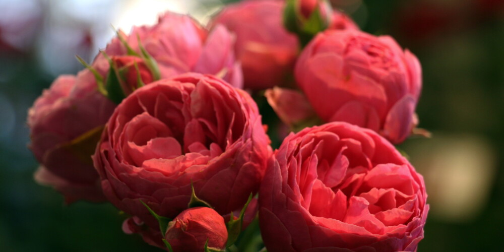 Dabas muzejā smaržo ziedu karalienes - rozes