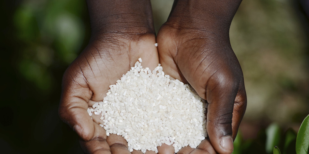 Pasaulē klejo mīts par plastmasas rīsiem. Kāda ir patiesība?