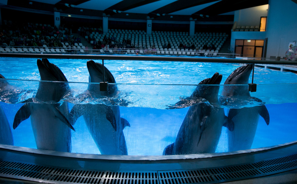 Музей аквариум в клайпеде Музей аквариум в клайпеде