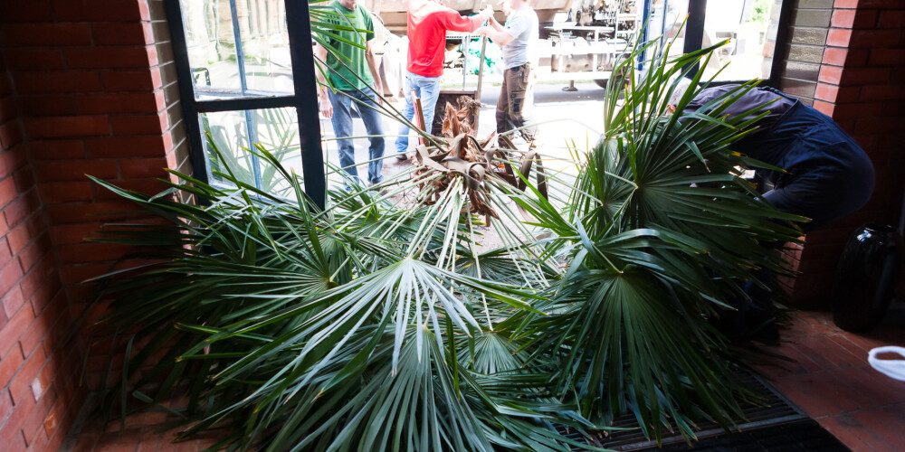 "Rīgas ūdens" zoodārza krokodiliem uzdāvina palmas