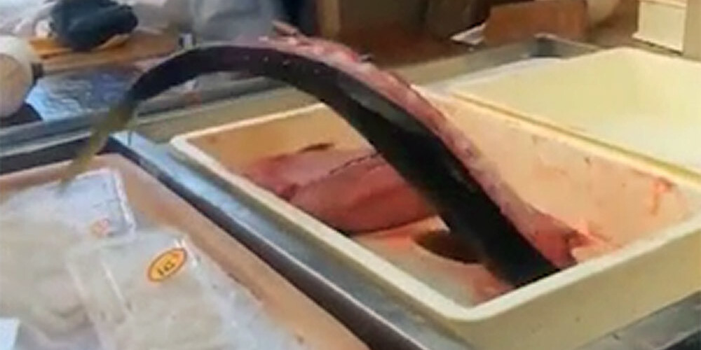 Uz pusēm pārgriezts tuncis atsakās mirt