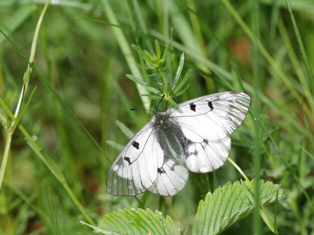 19. gadsimta vidū Cīrulīšu dižtauriņš ļoti iepriecināja entomologu un Puzes mācītāju Heinrihu Kavalu. Vairs gan šis tauriņš Ventspils novadā nav manīts līdz pat mūsdienām, toties Gaujas palieņu pļavās tā netrūkst.